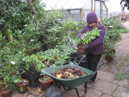 Isobel plus hellebore pots