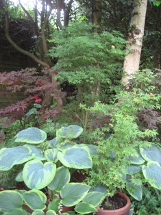 Acers and hostas in place