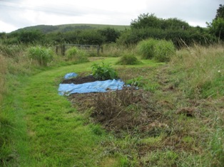 New grasses bed