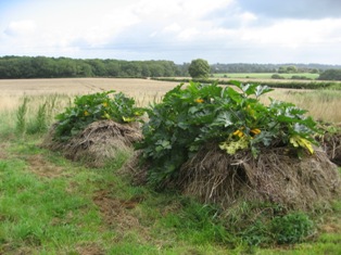 haystacks