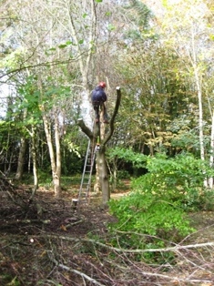 Treework 1