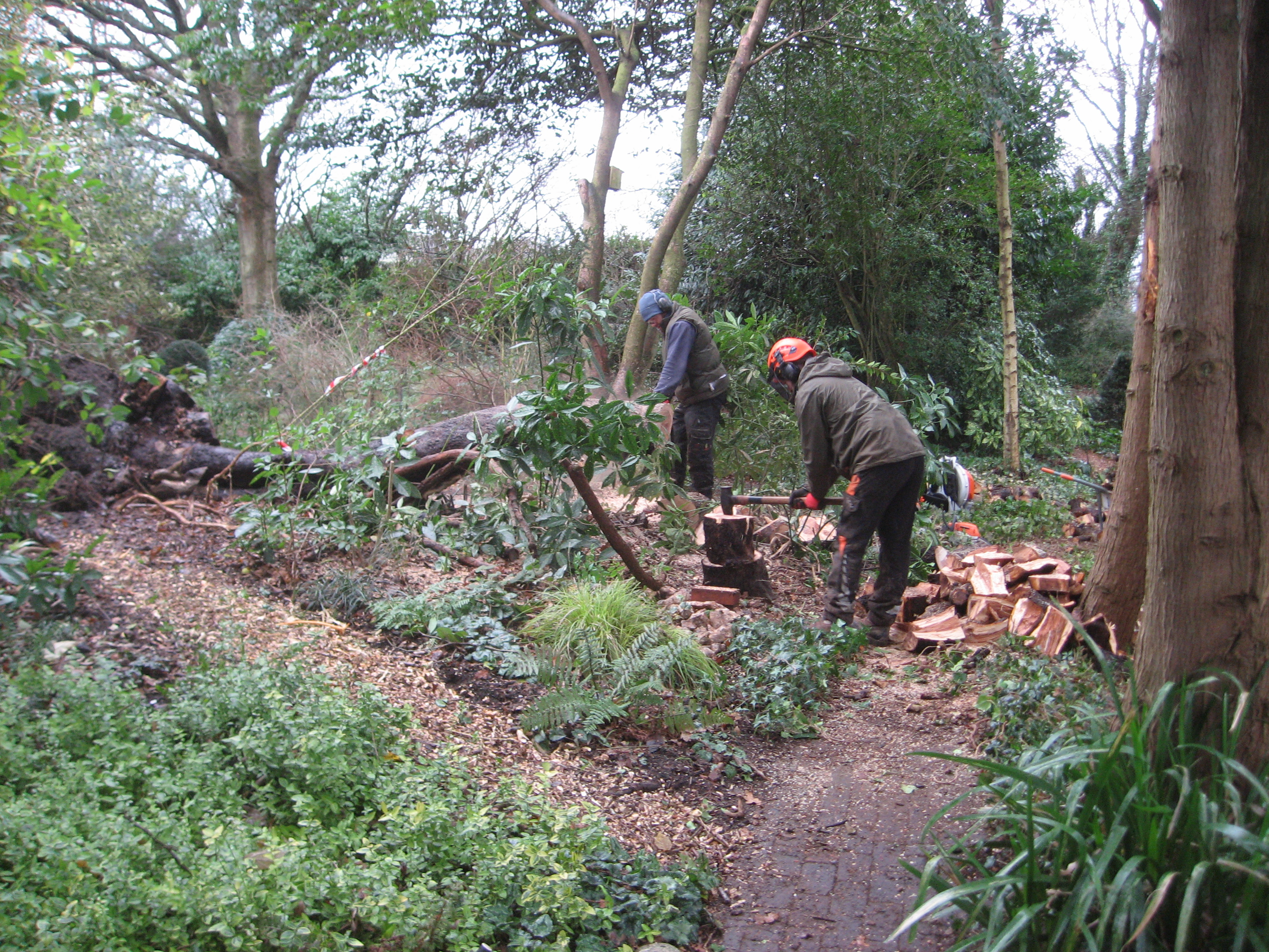 Tree work 1