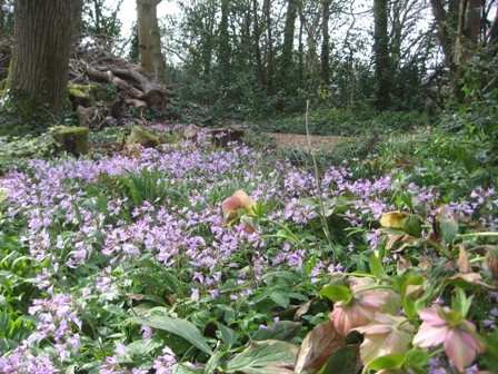 Cardamine