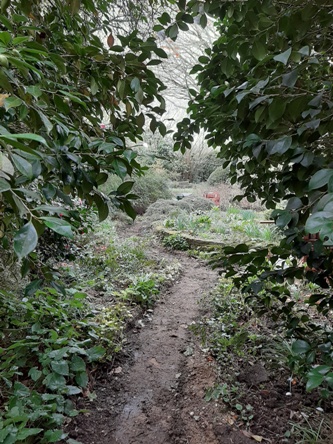 Through camellias and round Geriatric Bed, before